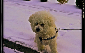 Nemo In The Snow