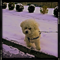 Nemo In The Snow