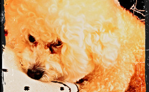 Nemo Resting