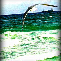 Bird In Flight
