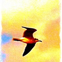 Happy Seagull