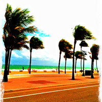 Palm Trees In The Wi...