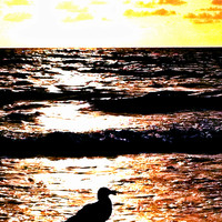 Seagull Basking In T...