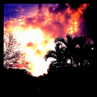 Clouds In The Palm T...