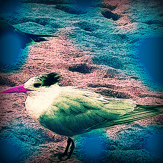 Lauderdale Seagull