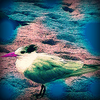 Lauderdale Seagull