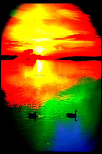 Ducks Enjoying The Morning Sunrise