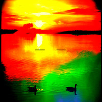 Ducks Enjoying The M...