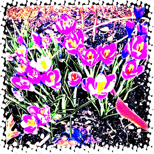 Crocus In Bloom