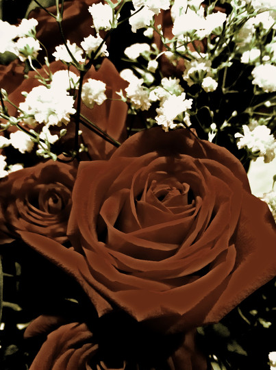 Rose In Brown