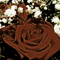 Rose In Brown