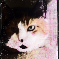 My Funky Photos