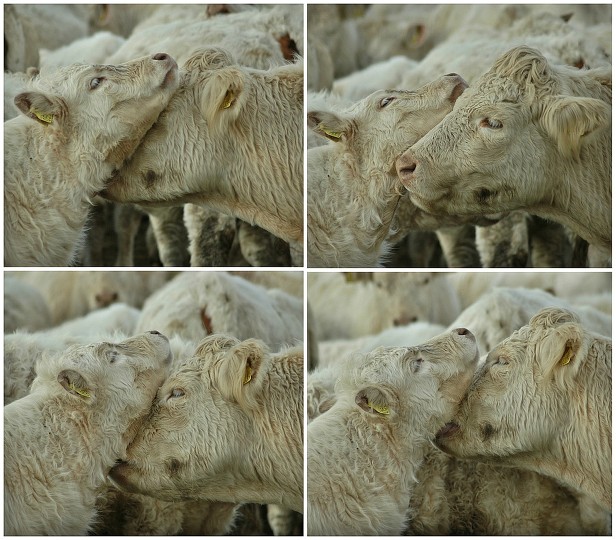 C1623439-1363908865large