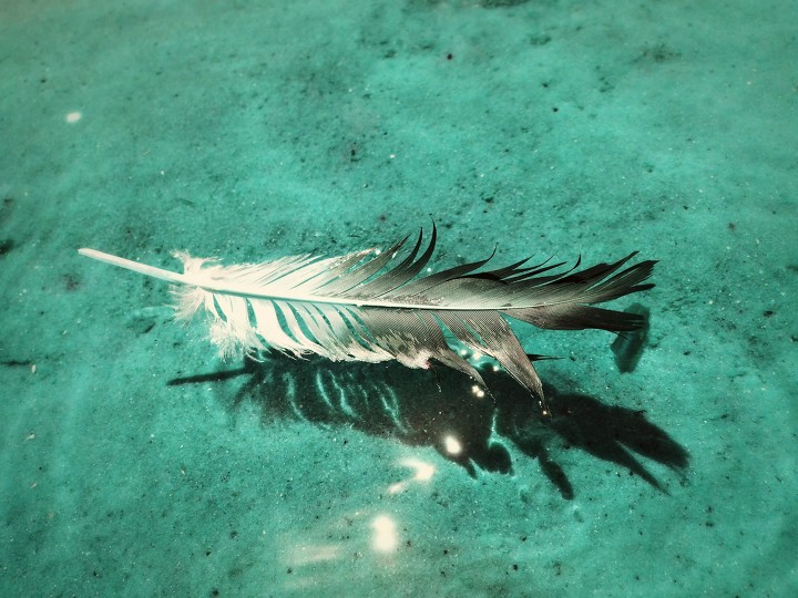 Feather floating in the wate... by pink.merton BeFunky Photo Gallery