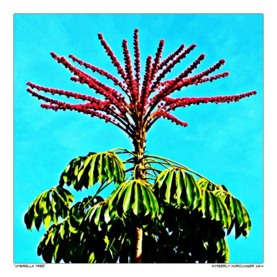 Umbrella Tree. by KimLNo BeFunky Photo Gallery